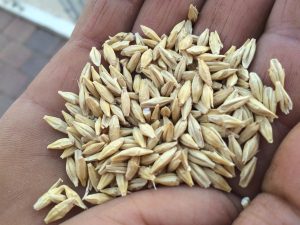 UPA celebra junto a otras 11 entidades dos jornadas sobre los beneficios de la producción de cereales y leguminosas