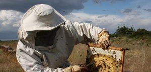 AVA denuncia que la sequía, la competencia desleal y la bajada de un 15% de los precios "arruinan" a los apicultores