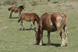 Agricultura destina 55.000 euros a ayudas para la organización de certámenes ganaderos en Navarra