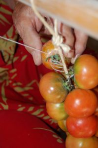 Ctaex presenta en un congreso mundial cinco trabajos de investigación sobre la cadena de valor del tomate para industria