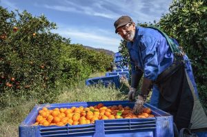 La Unió advierte que más del 74% de los agricultores de la Comunitat Valenciana tiene más de 55 años