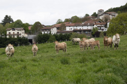 Desarrollo Rural convoca ayudas para acometer inversiones que mejoren la competitividad del sector agrario