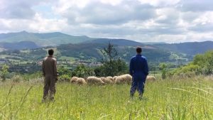 Cantabria desarrollará un programa de pastoreo para fomentar el relevo generacional y la diversificación ganadera