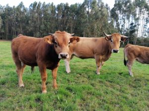 El Gobierno de Asturias abona a agricultores y ganaderos otros 8 millones de las ayudas de la PAC 2023