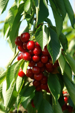 Investigadores del CITA presentan sus proyectos en unas jornadas sobre fruticultura en Tenerife