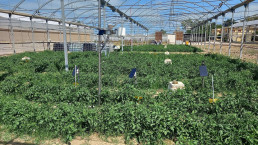 El Ifapa instala un sistema de telegestión de cultivos para aplicar la IA en la optimización de riego y fertilización