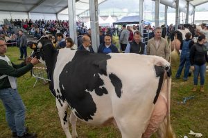 El concurso de vacuno frisón de San Antonio en Renedo duplica los ejemplares del año pasado, con 110