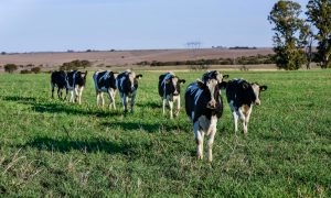 Luis Planas informa al Consejo de Ministros del acuerdo por unanimidad sobre la modificación de la PAC y del estado del cumplimiento de las 43 medidas consensuadas con el sector agrario
