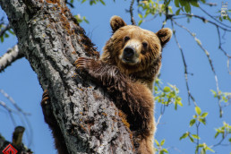 ASAJA exige comunicación directa con ganaderos para saber la ubicación de los osos y tomar medidas frente a los ataques