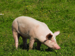 Detenido tras intervenir 8.600 kilos de tripas de cerdo elaboradas en establecimientos clandestinos