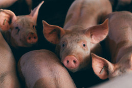 Visto bueno de Agricultura para que los patios exteriores se consideren superficie útil para el ganado porcino
