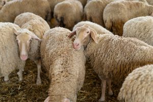 Las II Jornadas de pastoreo en las redes promoverán en León "modelos que contribuyan al desarrollo rural"