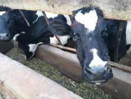 El Consejo Agrario de Navarra aborda las modificaciones de la PAC para adaptarla a la Comunidad foral