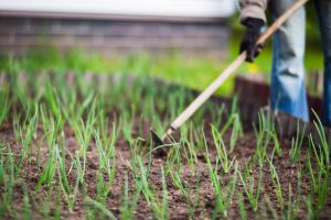 La Comunidad paga a 2.103 agricultores y ganaderos de zonas con limitaciones naturales una ayuda media de 3.825 euros