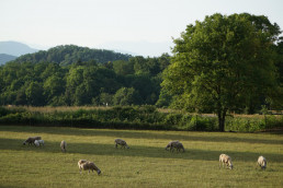 Ganadero insta a vacunar a las ovejas para 