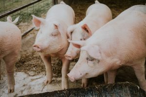 Luis Planas entrega el premio especial a la sostenibilidad a la granja Las Abiertas de Cáceres, por sus avances en materia ambiental y bienestar animal
