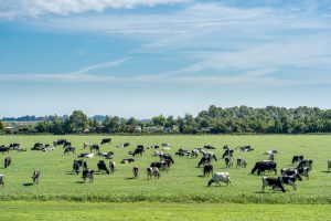 Los agricultores y ganaderos de Pitiusas, los más beneficiados en la última campaña de la PAC