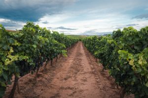 Cooperativas Extremadura participa en un proyecto para estudiar eficiencia de las cubiertas vegetales en viñedos