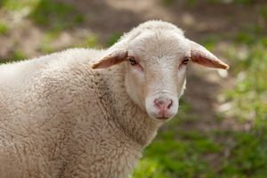 Desarrollo Rural otorga ayudas por 90.000 euros para la ganadería trashumante