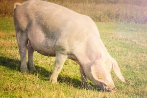 La UE incluye el cochinillo de Segovia en su lista de Indicaciones Geográficas Protegidas