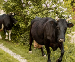 Luis Planas destaca el acuerdo de todas las comunidades autónomas para modificar el Plan Estratégico de la Política Agraria Común (PAC)