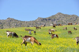 El Ifapa organiza el I Curso Internacional de Expertos en Producción Caprina
