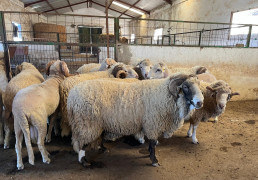 El Ifapa inicia en El Bosque (Cádiz) un proyecto para la conservación y mejora de la raza autóctona Merina de Grazalema
