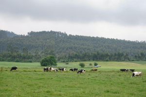 Las primeras prácticas ganaderas en la península ibérica, en 'La pieza del mes' del MUPAC