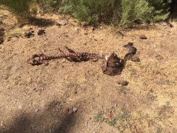 UGAMA denuncia que más de la mitad de las solicitudes por ataques de lobos en Madrid han sido denegadas