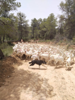 Gandesa (Tarragona) fomenta el relevo agrario con la recuperación de la cabra catalana
