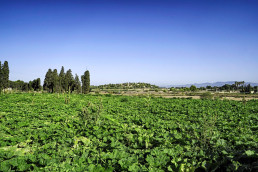 El Ayuntamiento de Valencia destina 300.000 euros en ayudas para agricultores, ganaderos y pescadores