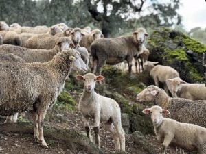 El Grupo Operativo Tomatho, sobre el aprovechamiento del orujo de tomate para alimentación animal, inicia su actividad