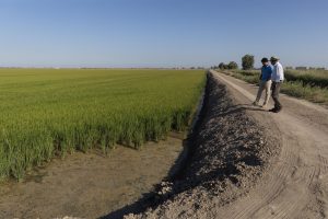 Asaja aborda este martes la sostenibilidad en el sector de los cereales en unas jornadas de cultivos herbáceos