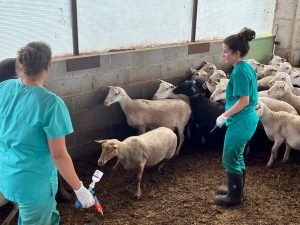 Suben a 46 los focos de lengua azul en ganado en Catalunya, según la Generalitat