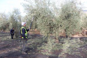 Cooperativas Agro-alimentarias presenta a la UE la herramienta que "predice los efectos" de la aplicación de la PAC