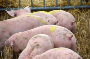 Unión de Uniones hace un "balance positivo" del sector porcino tras la bajada de los costes de producción