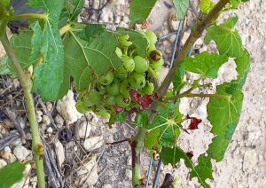 La Unió pide a Agricultura que mitigue los daños y apoye a agricultores afectados por los saltamontes
