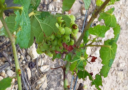 La Unió pide a Agricultura que mitigue los daños y apoye a agricultores afectados por los saltamontes