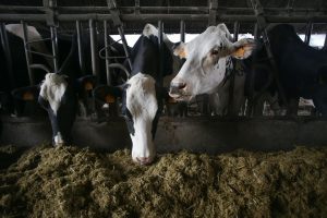 Agricultura convoca ayudas para compensar las dificultades en la recogida de leche de vacuno, ovino y caprino