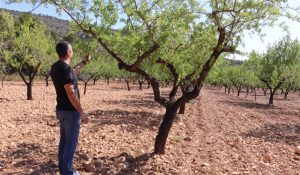 Asaja alerta de una pérdida de producción del almendro del 36% en 4 años por sequía y "falta de apoyo"