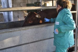 Las Agrupaciones de Defensa Sanitaria Ganadera y Apícola podrán acceder a ayudas de la Junta dotadas con 1,4 millones