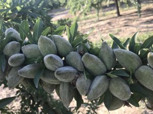 Casi 1.800 agricultores de frutales y frutos de cáscara recibirán una ayuda extraordinaria por 2,3 millones