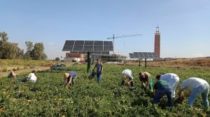 Investigadores de la US desarrollan un proyecto para cultivar hortalizas y generar a la vez energía eléctrica