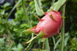 El cultivo de pitaya de La Palma prevé un incremento del 60% las exportaciones para este año