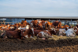 El Instituto Tecnológico de Aragón coordina el proyecto ManuREfinery para gestión sostenible de residuos ganaderos