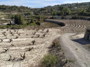 AVA afirma que la sequía causa pérdidas "históricas" de 250 millones en el campo en la Comunitat Valenciana
