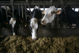 Un total de 15 granjas bovinas de Ourense afectadas por cuatro nuevos focos de enfermedad hemorrágica epizoótica