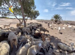 Investigados dos responsables de una granja ilegal en Bacarot