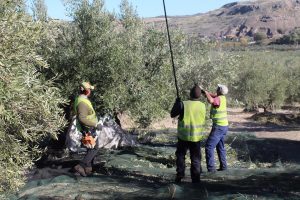 UPA aborda con Inclusión las peculiaridades del trabajo en el campo y la falta de mano de obra