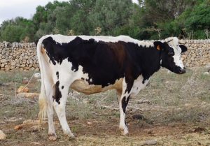 El Govern abona al sector lácteo de Menorca el total de los expedientes de la línea vinculada a acuerdos del Provilac